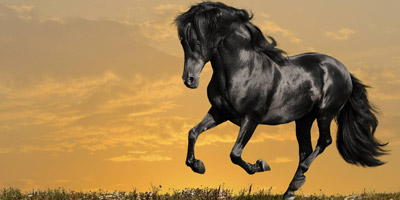 Erkennst du diese 10 berühmten Pferde?