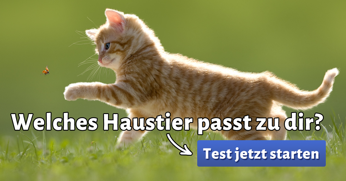 Welches Haustier passt zu mir?