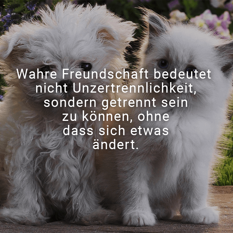 ᐅ Die besten Freunde sind nicht die, die du jeden Tag siehst, sondern