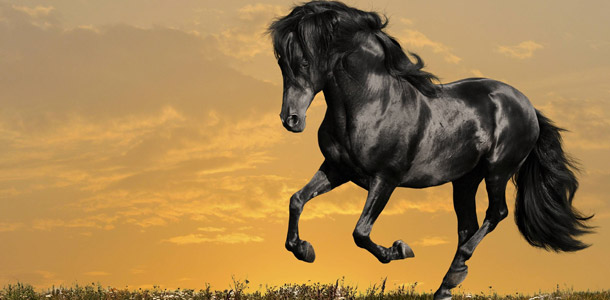 Wie heißt das schwarze Pferd aus dem Roman von Anna Sewell, welcher auch verfilmt wurde?