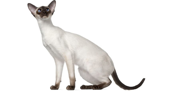 Wie heißt diese schlanke Katzenrasse?