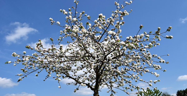 Im Frühjahr ein wahrer Blütentraum...welcher Obstbaum ist es?
