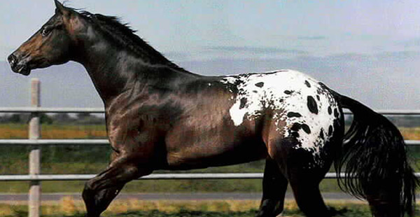 Diese Pferde stammen ursprünglich von spanischen Pferden ab. Wie heißt die Rasse? Der gefleckte Popo ist nicht selten.