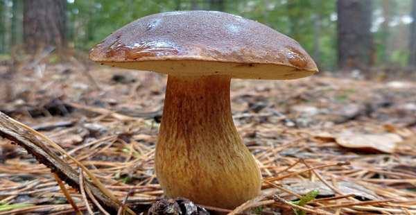 Dies ist ein recht häufiger Pilz in heimischen Nadelwäldern. Er ist …?