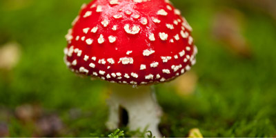 Giftig oder nicht? Erkennst du die essbaren Pilze der Heimat?