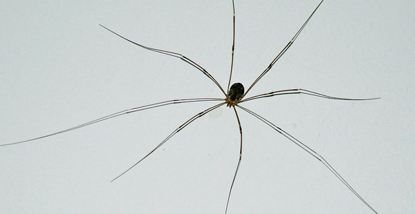Die einzige Spinne in diesem Test, versprochen ;) Diese wird auch Opa Langbein genannt...wie ist der richtige Name?