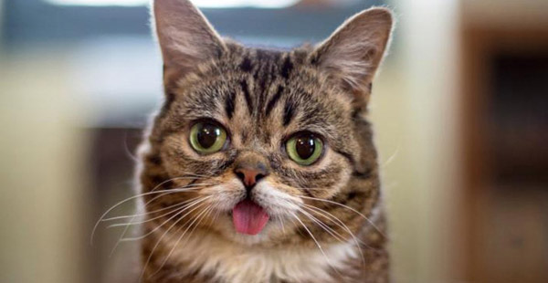 Wie heißt diese kleine Katze, die mit einem Geburtsfehler zur Welt kam und dank Internet internationale Berühmtheit erlangte?