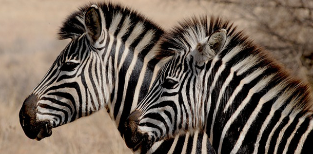Die Streifen eines Zebras dienen dem Tier zur Tarnung vor Feinden.