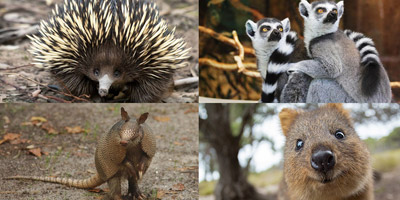 Kennst du die Namen dieser 15 Tiere?