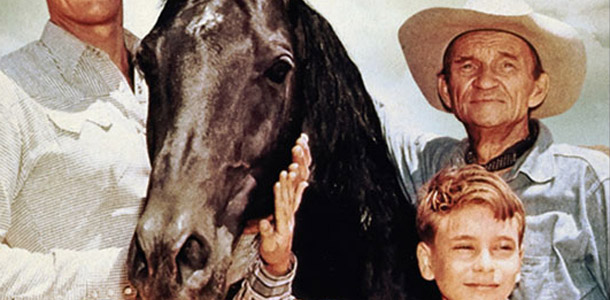 Wie heißt das Pferd aus dem Roman von Albert G. Miller und einer gleichnamigen Fernsehserie aus den USA?