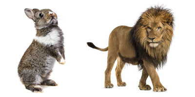 Hase oder Löwe - wie mutig bist du wirklich?
