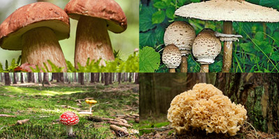 Giftig oder genießbar? Kennst du diese 10 Pilze?