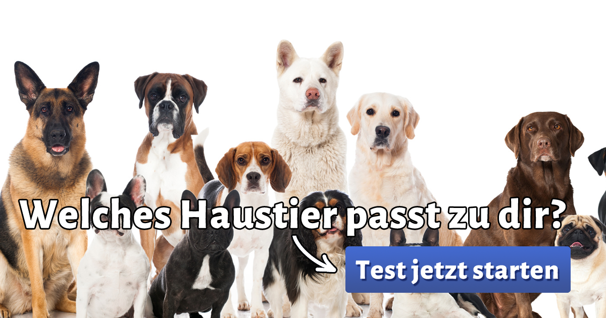 Welches Haustier Passt Zu Mir Test Kostenlos ᐅ Welches Haustier passt zu mir?