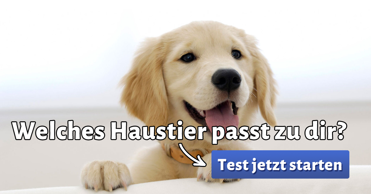 ᐅ Welches Haustier passt zu mir?