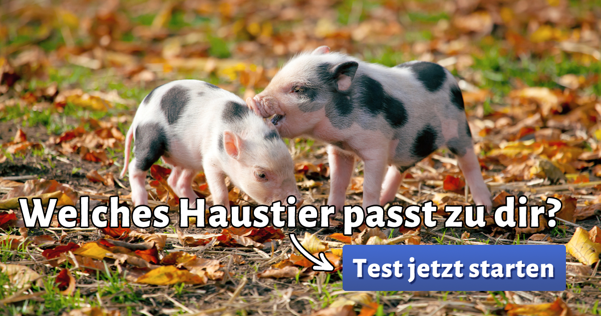ᐅ Welches Haustier passt zu mir?