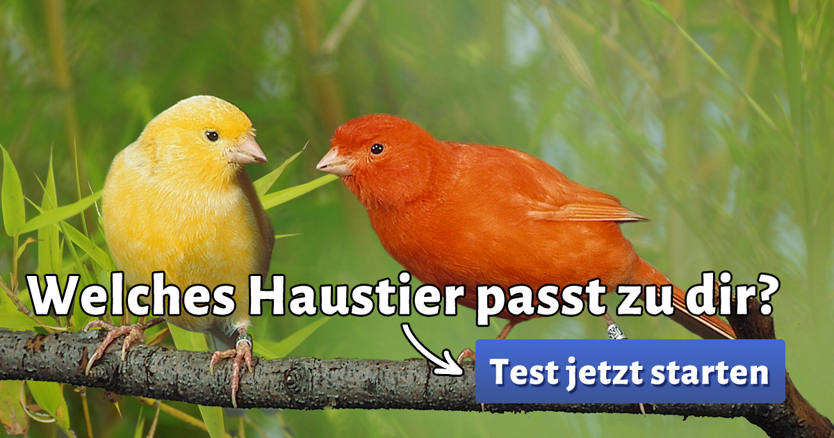 ᐅ Welches Haustier passt zu mir?