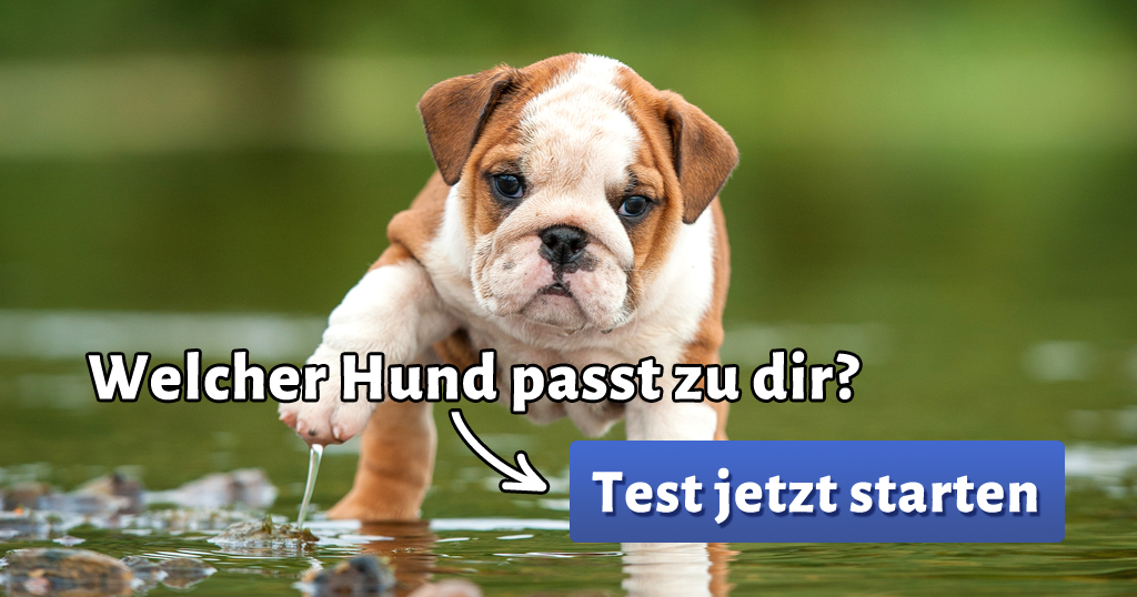 ᐅ Welcher Hund passt zu mir?