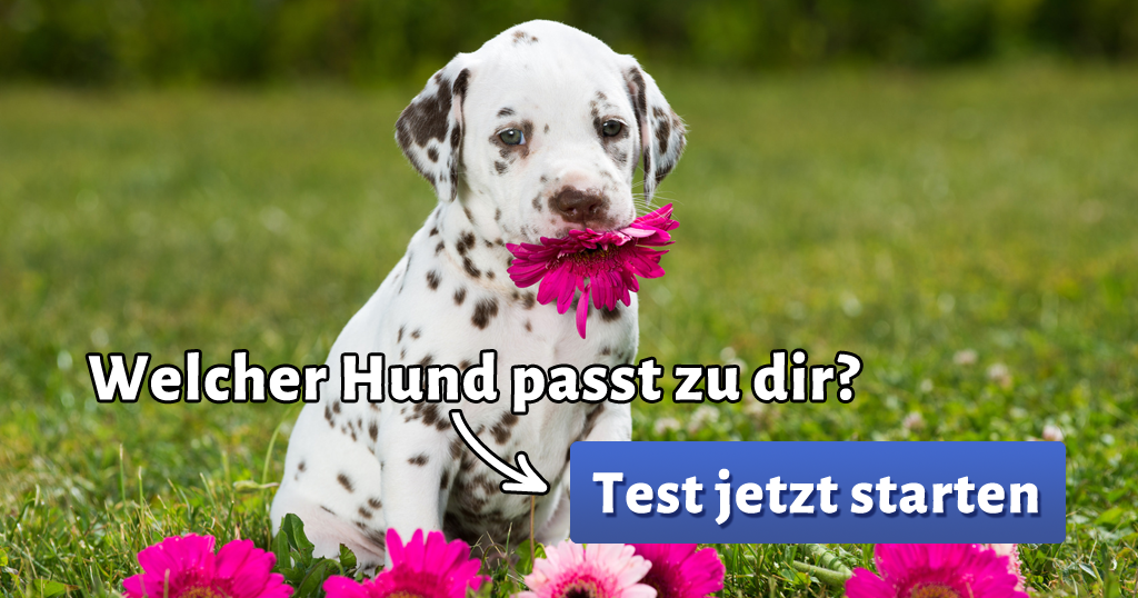 Welcher Hund Passt Zu Mir - Teste Dich www.mein-wahres-ich.de