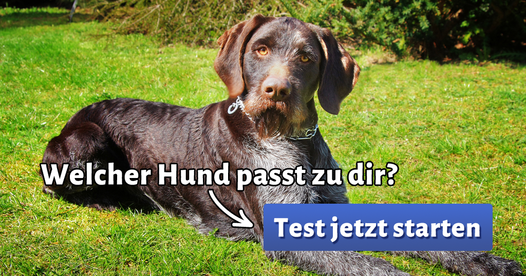 ᐅ Welcher Hund passt zu mir?