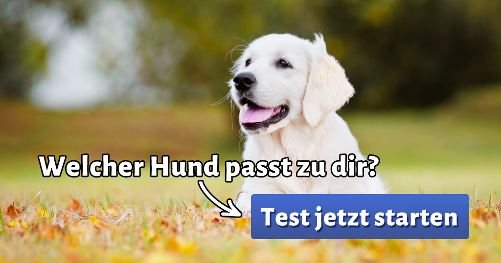ᐅ Welcher Hund passt zu mir?