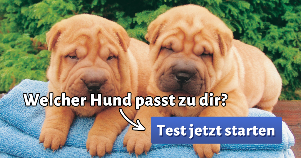 ᐅ Welcher Hund passt zu mir?