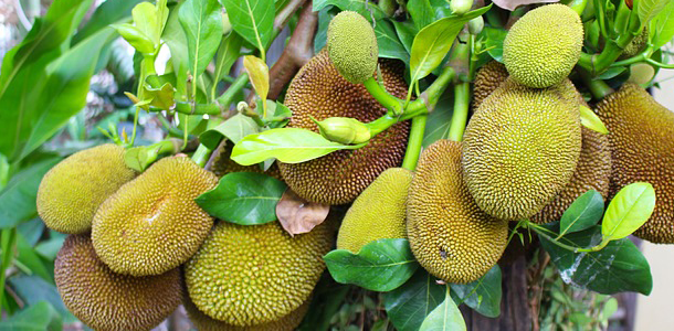 Wie heißt diese exotische Frucht?