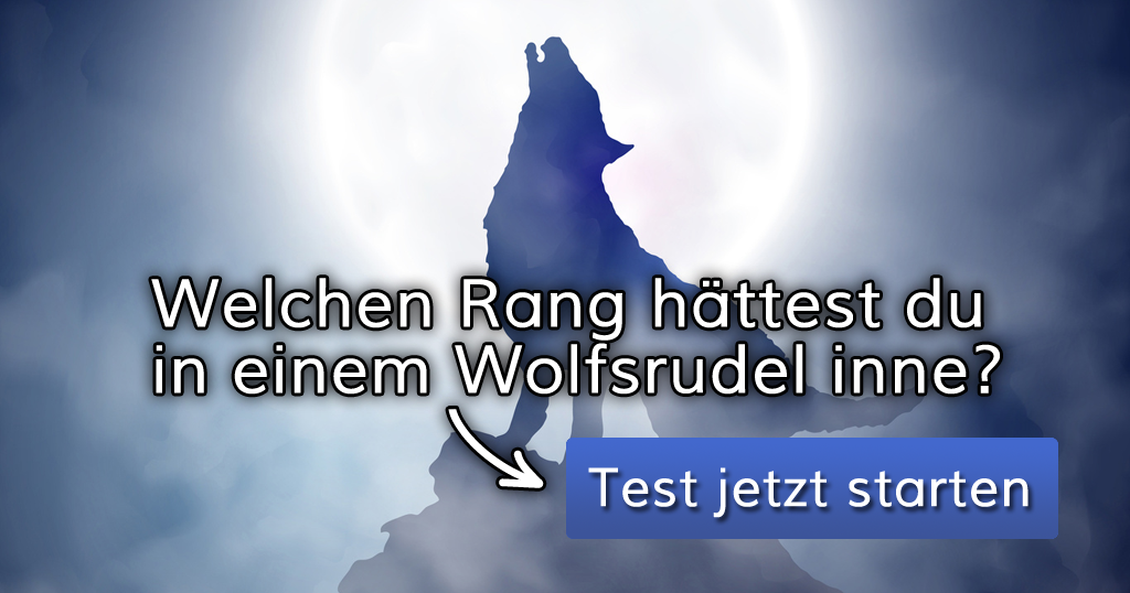 Welchen Rang hättest du in einem Wolfsrudel inne?