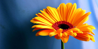 Welche Frühlingsblume bist du?