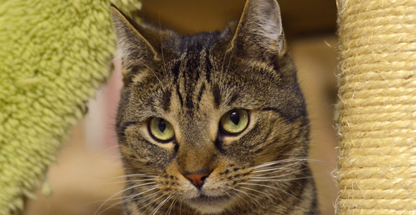 Und abschließend, welche Katzenrasse dürfte uns nur zu gut vertraut sein?