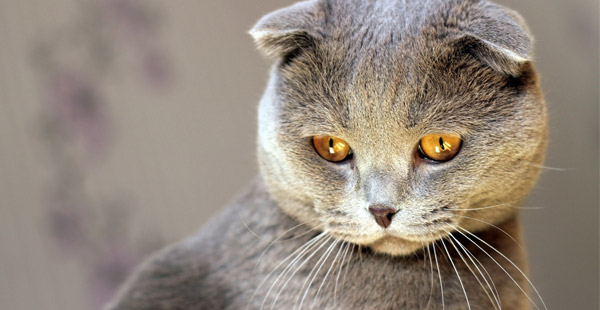 Wie bezeichnet man diese Katzenrasse?
