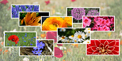 Zu viele falsche Antworten...