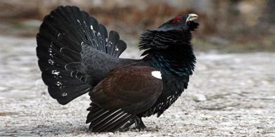 Zu viele falsche Antworten...