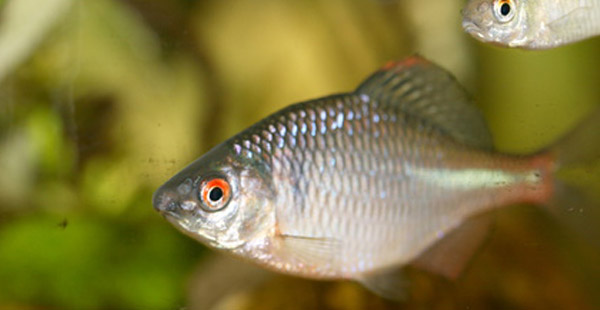 Dieser Fisch trägt seinen Namen nicht ohne Grund :)
