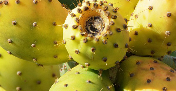 Wie heißt diese Frucht?