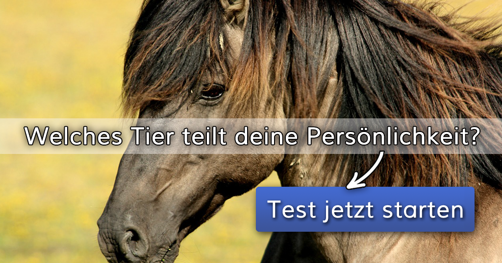 ᐅ Welches Tier teilt deine Persönlichkeit?