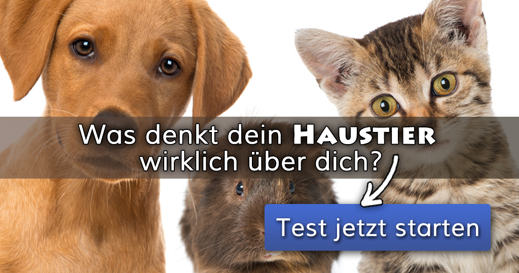 Was denkt dein Haustier wirklich über dich?