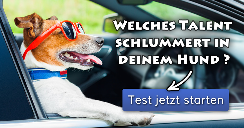 ᐅ Welches Talent schlummert in deinem Hund?