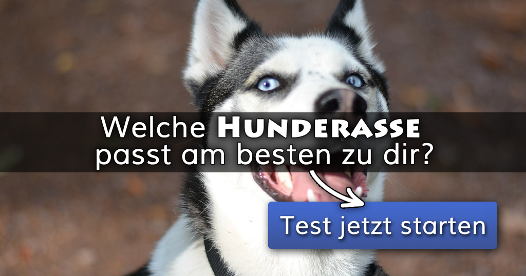 Welche Hunderasse passt am besten zu dir?