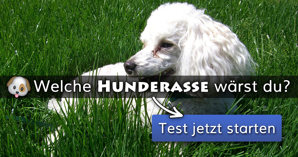 Welche Hunderasse wärst du?