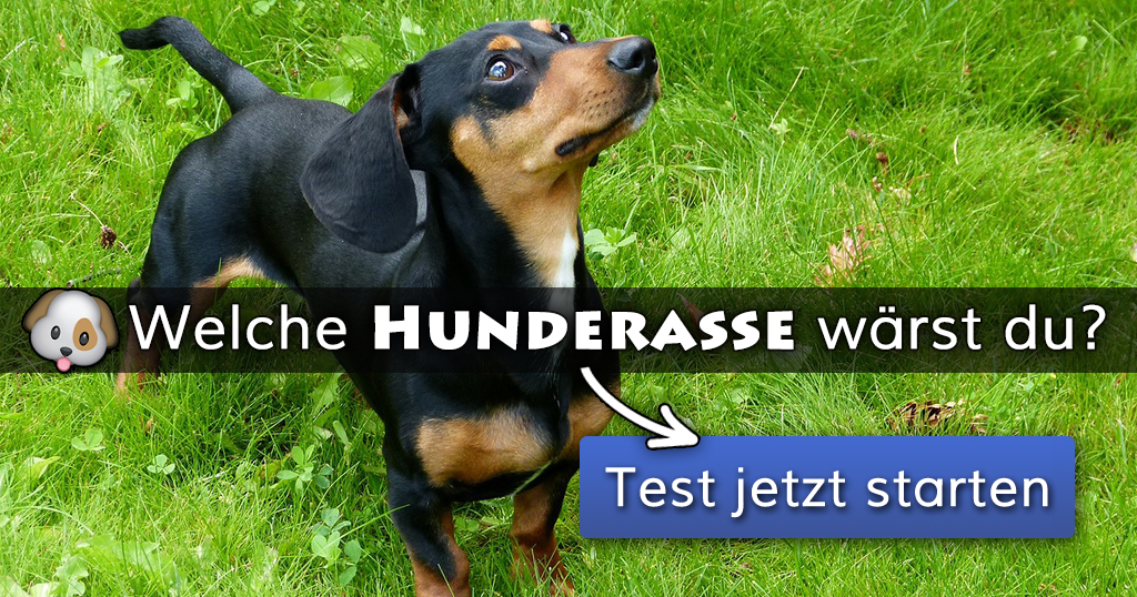 Welche Hunderasse wärst du?
