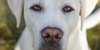 Bist du eine treue Seele?