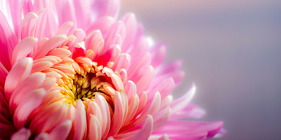 Was ist deine Herbstblume?