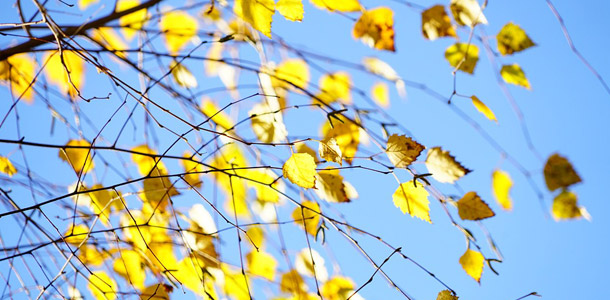 Zu welchem Baum gehören diese Blätter?