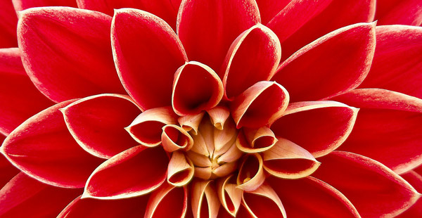 Wie heißt diese Blume?