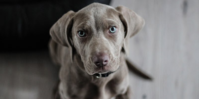 Zu viele falsche Antworten...