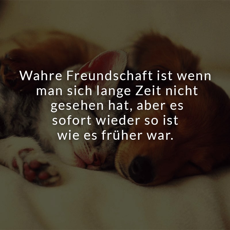 Wahre Freundschaft ist wenn man sich lange Zeit nicht gesehen hat, aber es sofort wieder so ist wie es früher war.