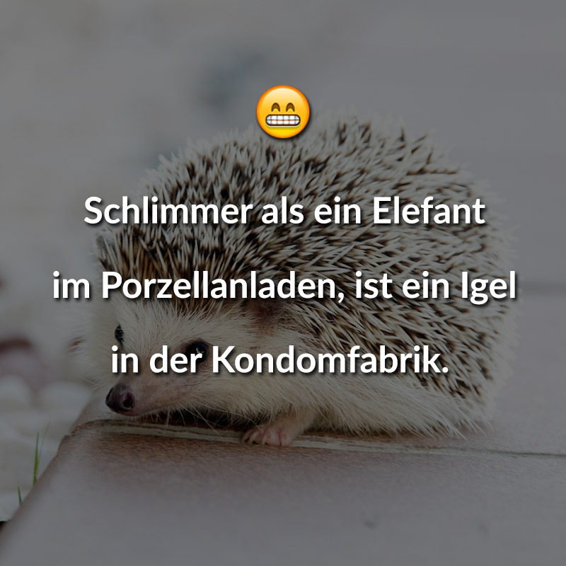 Schlimmer als ein Elefant im Porzellanladen, ist ein Igel in der Kondomfabrik.