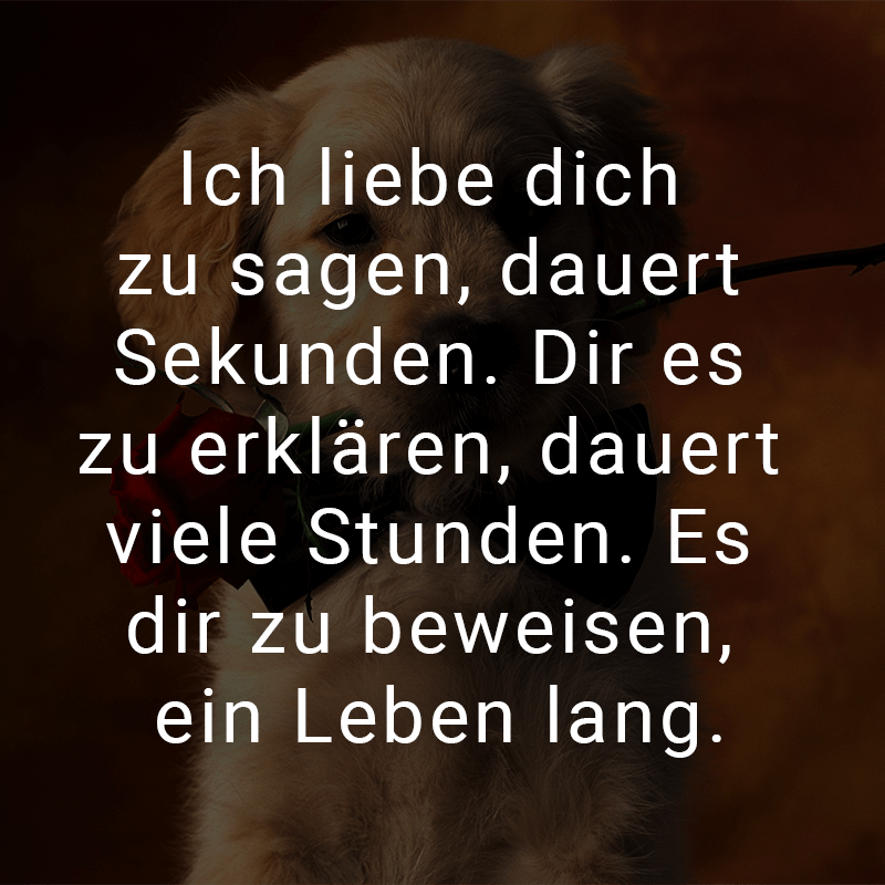 Du bist meine große liebe text