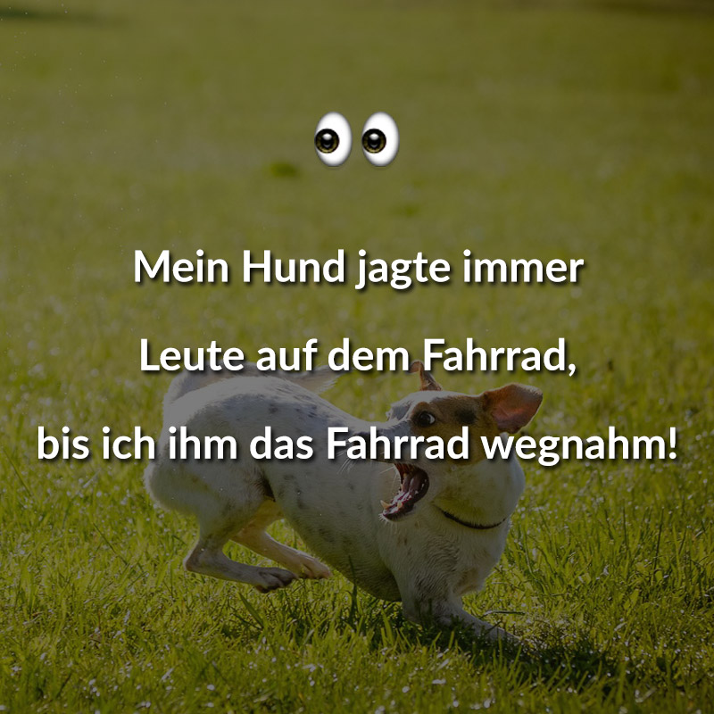 Trauersprüche Für Hunde
