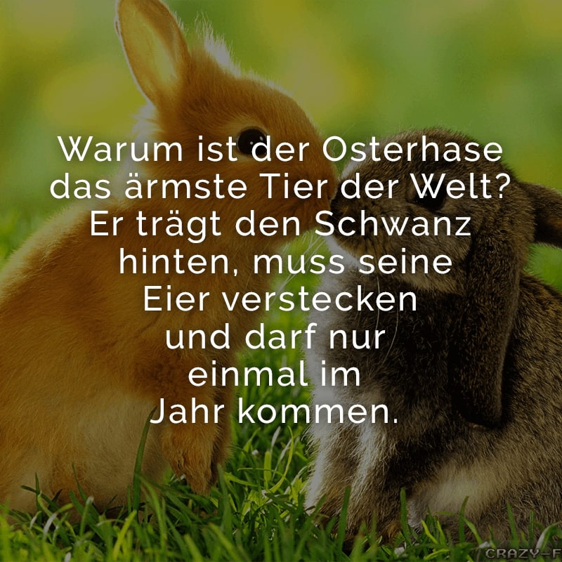 Warum ist der Osterhase das ärmste Tier der Welt? Er trägt den Schwanz hinten, muss seine Eier verstecken und darf nur einmal im Jahr kommen.